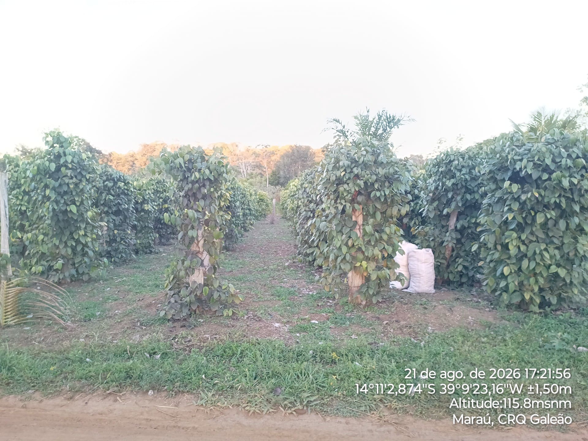 Atuação em campo: INPAC destaca missão técnica no Território Quilombola de Terra Verde e Minério em Maraú (BA) — registro fotográfico 9